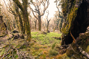 Ghostly virgin mountain rainforest Marlborough NZ