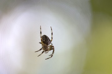 ragno che aspetta