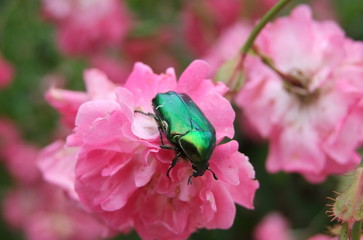 scarabeo verde su fiore