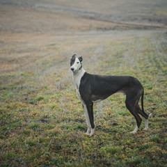 Obraz na płótnie Canvas Greyhound breed dog while hunting outdoors