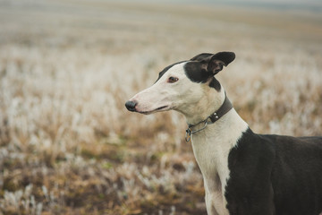 Greyhound breed dog while hunting outdoors