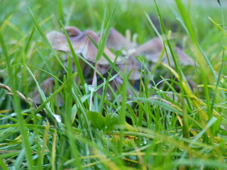 Mushroom behind grass