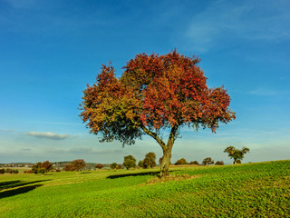 Obraz premium Herbstbaum