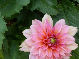 Pink Flower