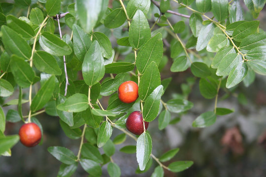 Frutti di Giuggiolo su albero in autunno