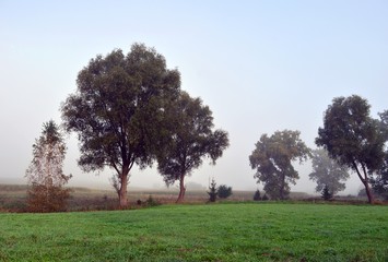 mgła nad polem 