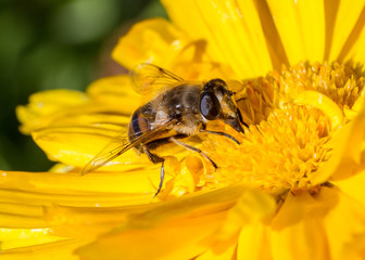 Bee on yellow flower