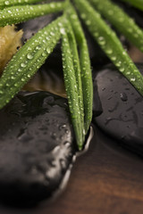 Spa still life, with green leaf, stones and water