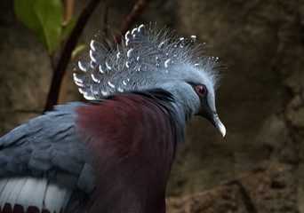 Bird of a feather