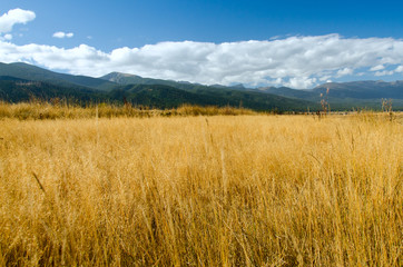 Golden meadow in the foreground stretching towards majestic mountains, under a cloudy and blue sky