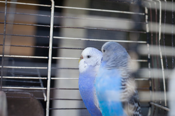 Young two blue parakeet in cage staying on the wooden spar (colo