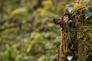 An old mushroom growing out of a tree stump