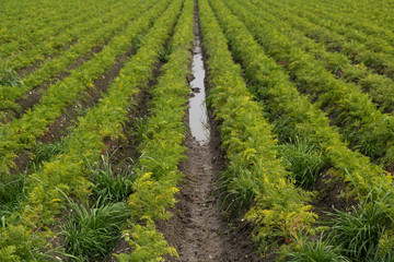 Fototapeta na wymiar Plants in a nice row with a puddle in the middle