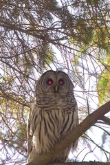 Owl - terminator