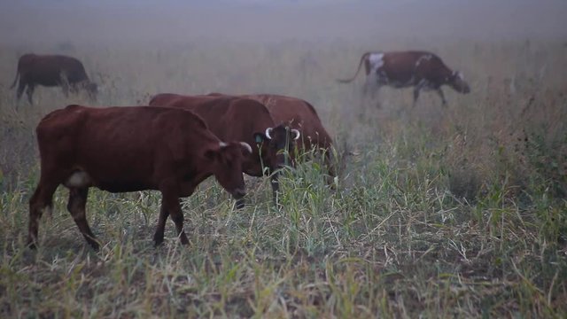 Cows graze in a field Shepherd, cows eat