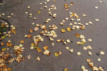 autumn linden leaves on asphalt