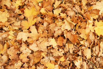 fallen dry autumn maple leaves fall background