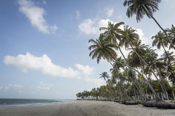 Palm trees in Porto de Galinhas, Recife, Pernambuco - Brazil