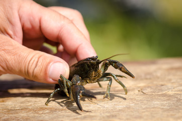 Crayfish on wooden table outdoor hand held