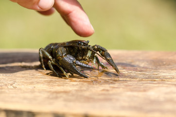 Crayfish on wooden table outdoor almost touched by finger abouve