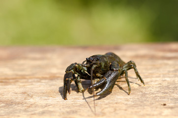 Alive single crayfish on wooden table outdoor