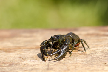 Crayfish on wooden table outdoor