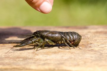 Crayfish on wooden table outdoor