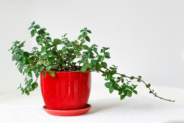 Keeping it fresh, mint herb in a red pot	