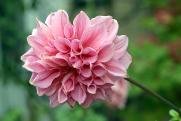 big pink flower