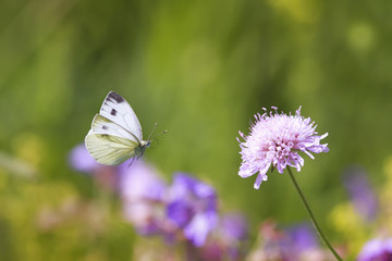 white butterfly flies to the flower for nectar on a summer meadow