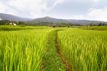  rice terrace at chiangmai , thailand
