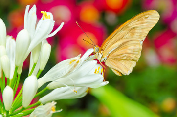 butterfly on flowers