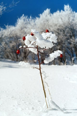 Dogrose berry branch covered with snow scenery landscape