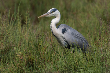 Graureiher, Grey heron, Ardea cinerea