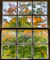 Autumn Orange Red and Green Tree Leaves Through a Wood Paned Window with Antique Wavy Glass 