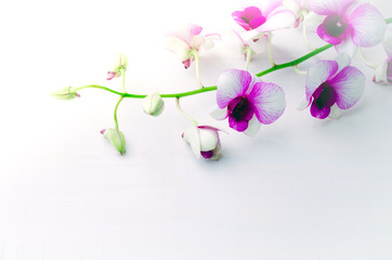 Naklejka na ściany i meble Beautiful white with pink orchid on white wooden background