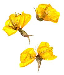 Transparent dried pressed yellow eschscholzia