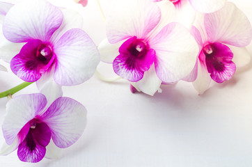 Beautiful white with pink orchid on white wooden background