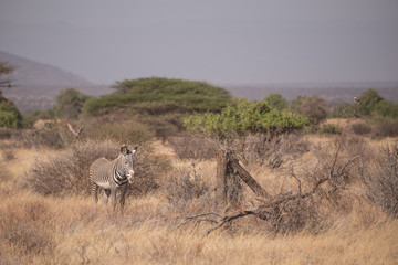 Zebra in Samburu National Park, Kenya Africa