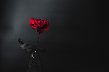 Red rose on dark tone over black and white background. Low key p
