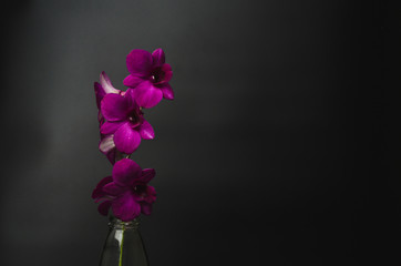 Purple Thai orchids on dark  tone over black background. Low key