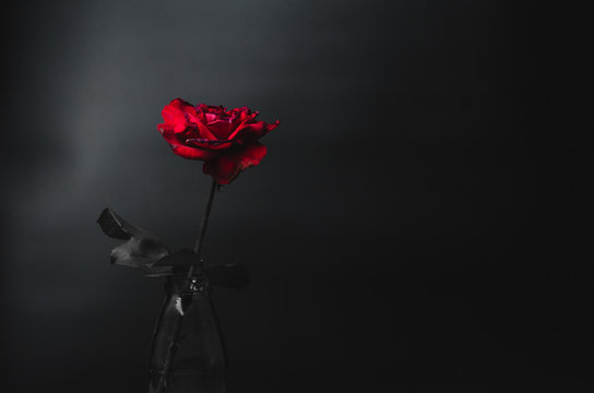 Fototapeta Red rose on dark tone over black and white background. Low key p