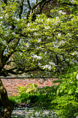 Magnolia Tree with Blooming Flowers