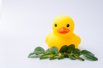 Yellow duck toy with white background