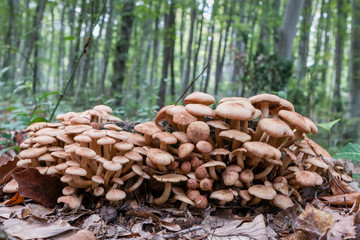 mushrooms in a forest