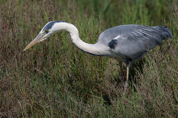 Graureiher, Grey heron, Ardea cinerea
