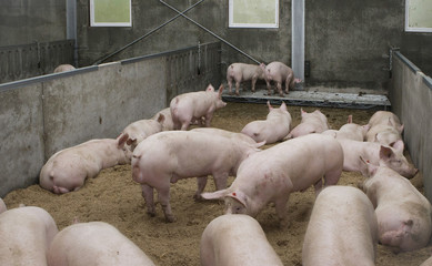 Pigs on swarf in stable