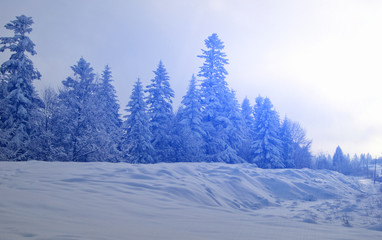 dark winter landscape