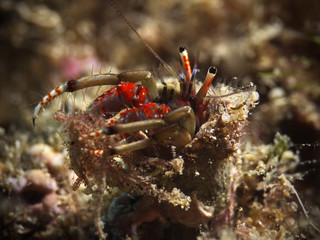 Hermit crab, Bunter Einsiedler (Calcinus tubularis)