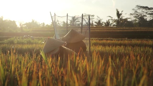 Farmers in Indonesia cutting and threshing rice in the rice fields during harvest